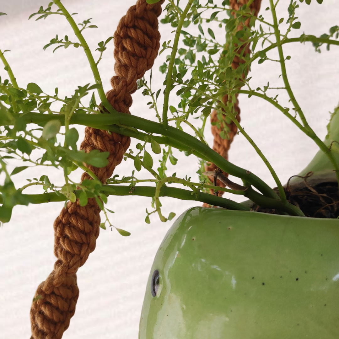Brown Macrame Shelf Planter