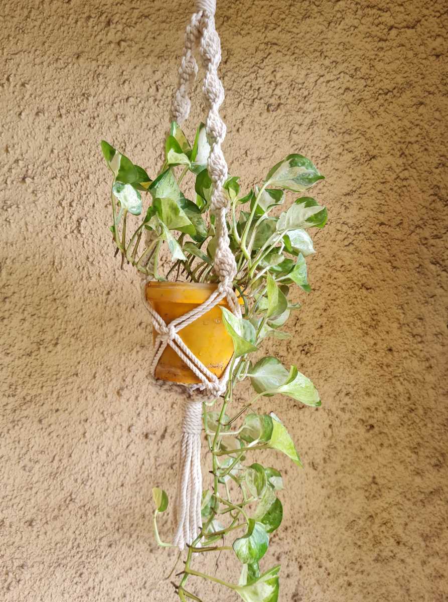Macrame Plant Hanger