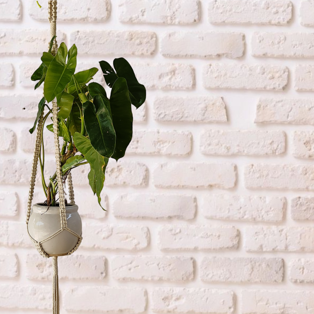 Off-White Macrame Plant Hangers (Set of 3)