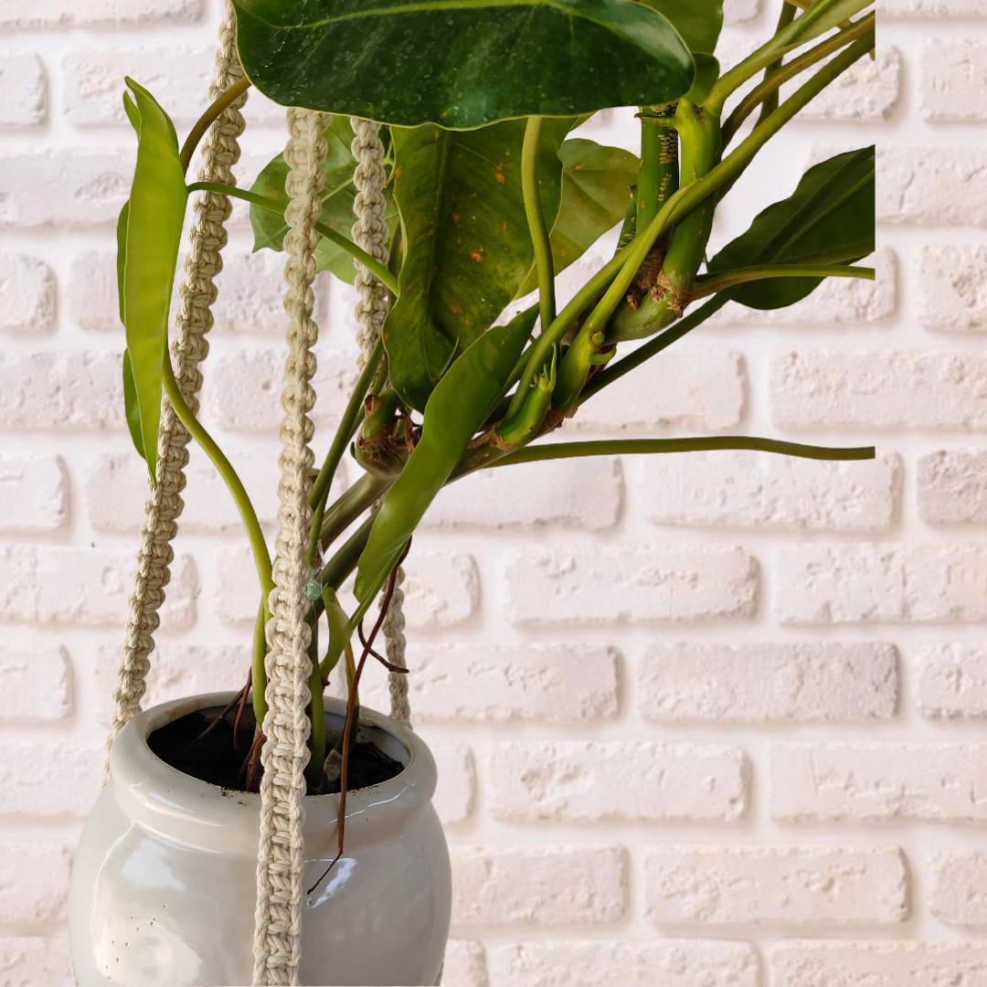 Off-White Macrame Plant Hangers (Set of 3)