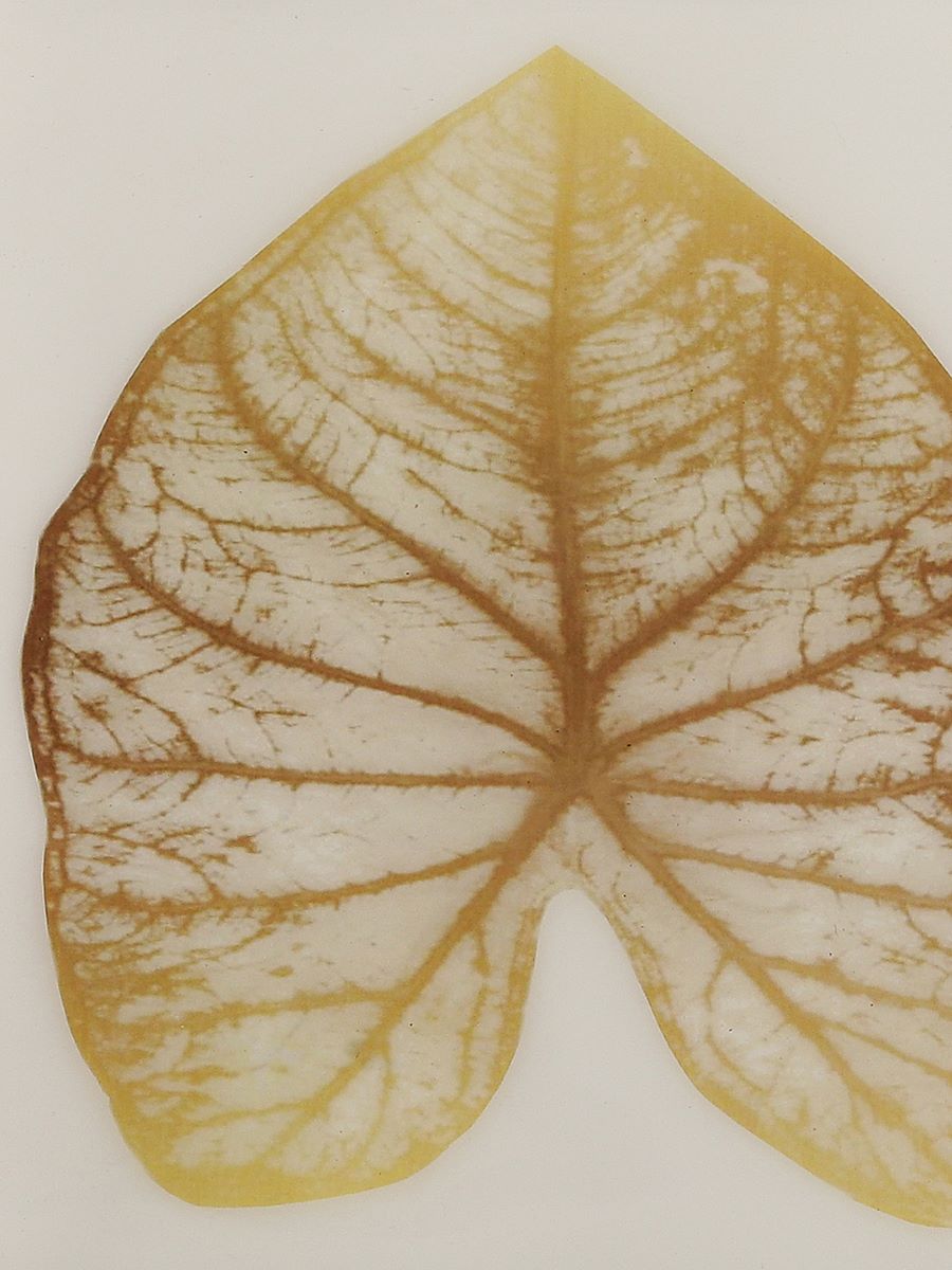 Mango Wooden Platter In Enamel Finish With Gold Leaf Design