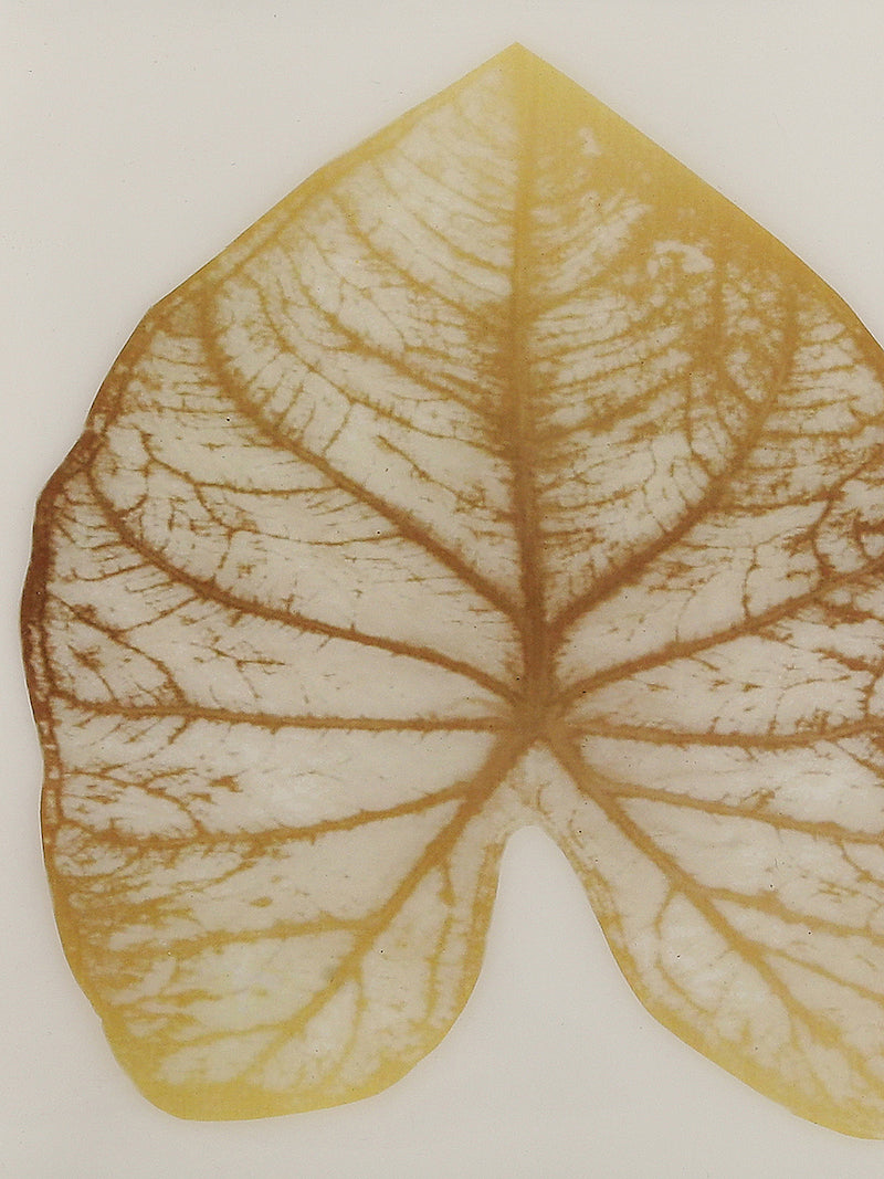 Gold Leaf Design Platter with Enamel Finish