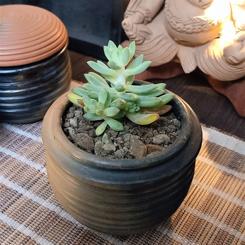 Terracotta & Jute Hanging cum Desktop Planters (Set of 2)