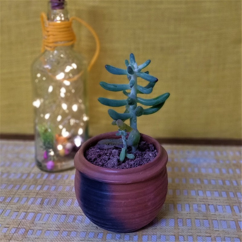 Terracotta & Jute Hanging cum Desktop Planters (Set of 2)